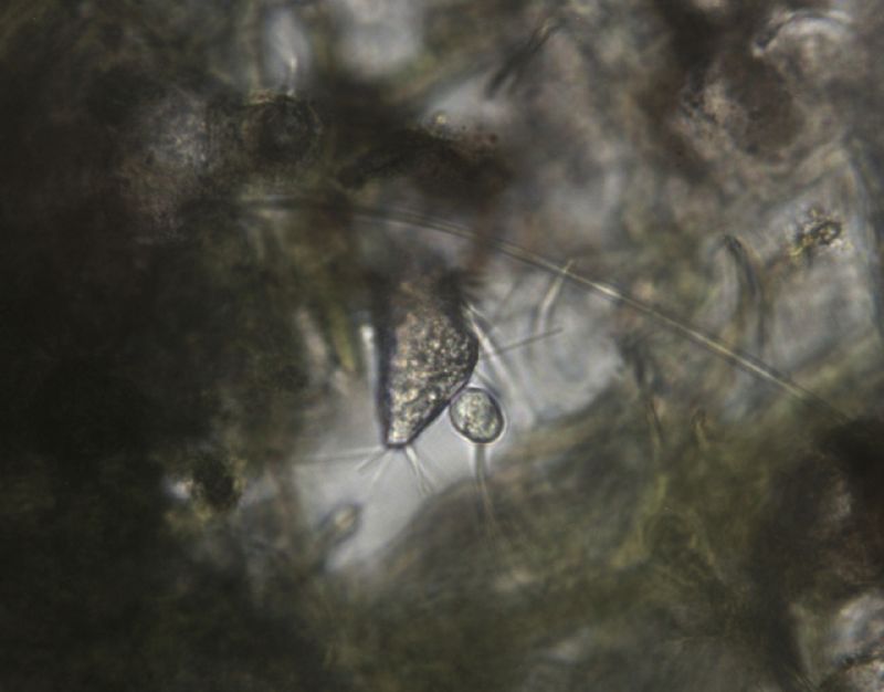 Gemmazione in infusore?